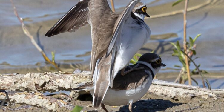 Foto: Frank Abildgaard Sørensen.