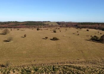 Dyrenes Beskyttelse glæder sig over, at ansvaret for 76 kreaturers lidelser på Mols Bjerge er blevet placeret. Foto: Dyrenes Beskyttelse.