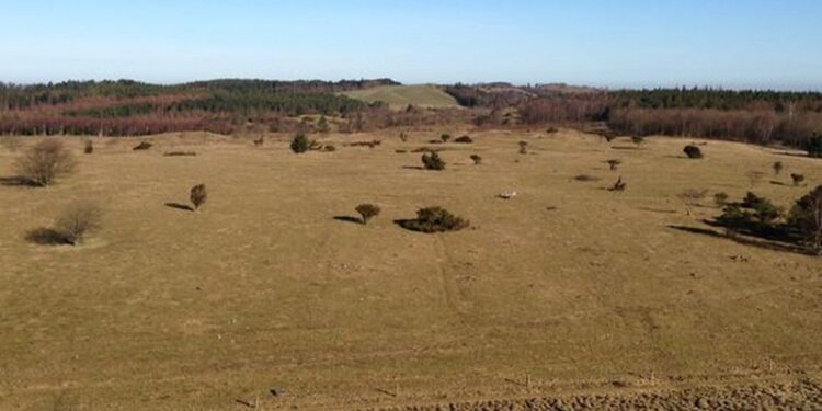Dyrenes Beskyttelse glæder sig over, at ansvaret for 76 kreaturers lidelser på Mols Bjerge er blevet placeret. Foto: Dyrenes Beskyttelse.