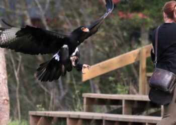 Foto: Ørnereservatet.