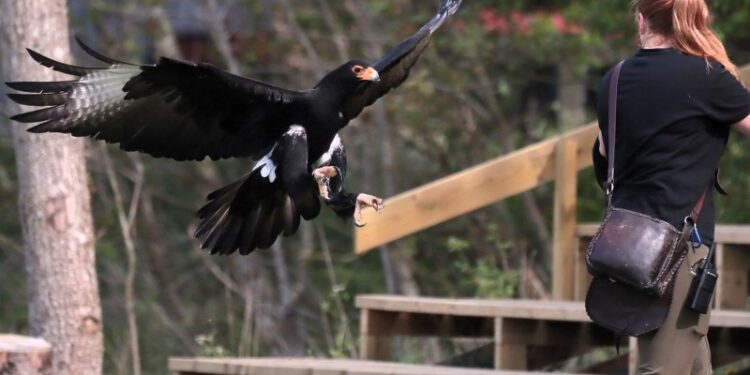 Foto: Ørnereservatet.