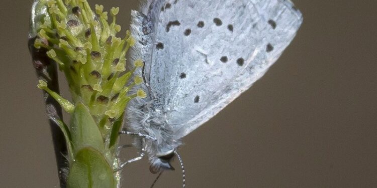 Skovblåfugl. Foto: Frank Abildgaard Sørensen.