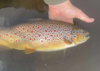 Fantastisk smuk bækørredhan på ca. 55 cm. kun med røde prikker over alt.