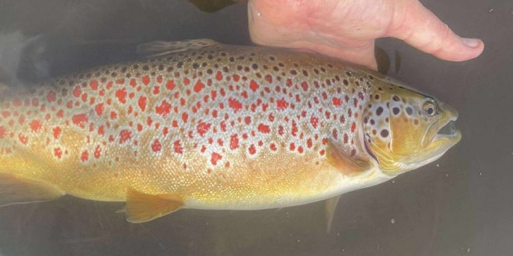 Fantastisk smuk bækørredhan på ca. 55 cm. kun med røde prikker over alt.
