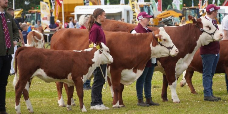 Hjørring Dyrskue. Foto: Agilix.