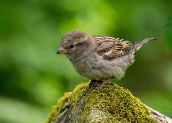 Under hækkens grønne dække gemmer livet sig - her finder fugle, insekter og smådyr ly, føde og plads til at trives i fred. Men denne fred bliver forstyrret, når hækken klippes for tidligt, og dyrenes skjul og levesteder forsvinder med ét snit.   Foto: Dyrenes Beskyttelse.