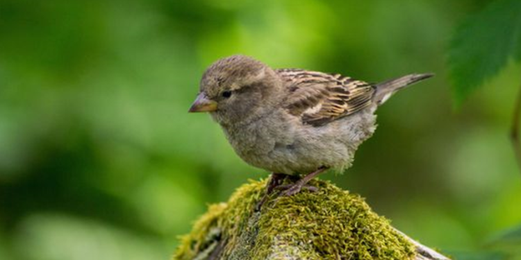 Under hækkens grønne dække gemmer livet sig - her finder fugle, insekter og smådyr ly, føde og plads til at trives i fred. Men denne fred bliver forstyrret, når hækken klippes for tidligt, og dyrenes skjul og levesteder forsvinder med ét snit.   Foto: Dyrenes Beskyttelse.