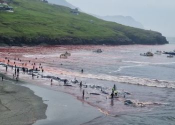 246 grindehvaler blev torsdag 12. juni 2025 jaget ind i den færøske bugt og slagtet med lanseknive, der paralyserer de rædselsslagne dyr, mens de bløder til døde. Foto: Sea Shepherd Global.