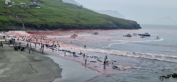 246 grindehvaler blev torsdag 12. juni 2025 jaget ind i den færøske bugt og slagtet med lanseknive, der paralyserer de rædselsslagne dyr, mens de bløder til døde. Foto: Sea Shepherd Global.