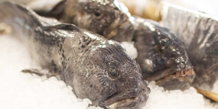 Havkatte. Foto: Dannske Fiskehandlere.