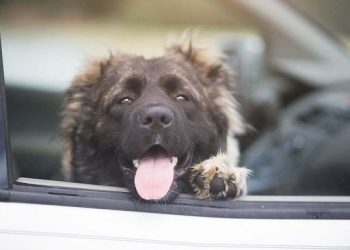 Mange hundeejere forsøger at gøre det rigtige ved at parkere bilen i skyggen. Men det er langt fra en sikker løsning, da temperaturen i skyggen stadig kan stige til livsfarlige niveauer for en hund. Allerede ved 20 graders udetemperatur risikerer en hund at få hedeslag og i værste fald døden. Foto: Dyrenes Beskyttelse.
