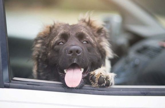 Mange hundeejere forsøger at gøre det rigtige ved at parkere bilen i skyggen. Men det er langt fra en sikker løsning, da temperaturen i skyggen stadig kan stige til livsfarlige niveauer for en hund. Allerede ved 20 graders udetemperatur risikerer en hund at få hedeslag og i værste fald døden. Foto: Dyrenes Beskyttelse.