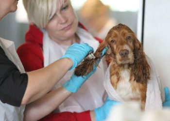 Året rundt står Dyrenes Beskyttelses internater klar til at hjælpe dyr i nød. Her bliver en af de 91 cockerspaniels fra en af Danmarks største dyreværnssager plejet på Roskilde Dyreinternat efter at være blevet reddet fra alvorlig vanrøgt på en gård på Sydsjælland.   Foto: Dyrenes Beskyttelse.