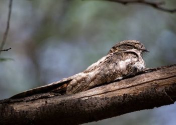 Natravn. Foto: Pexels.