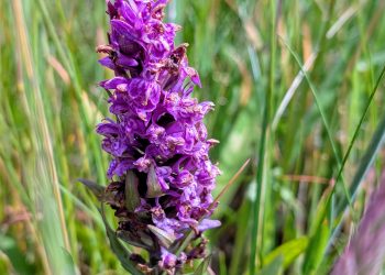 Vilde orkideer som gøgeurten kan opleves til arrangementet "De Vilde Orkideers Dag".