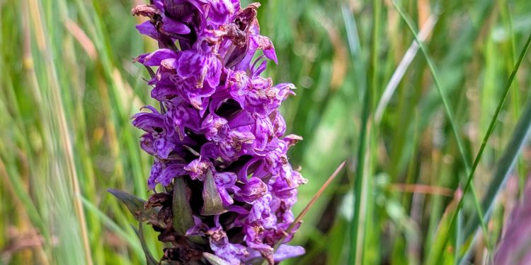 Vilde orkideer som gøgeurten kan opleves til arrangementet "De Vilde Orkideers Dag".