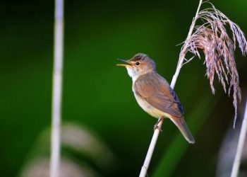 Syngende Rørsanger. Foto: Paul-Erik Rosenbamum.