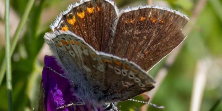 Sortbrun blåfugl ved Østerklit. Foto: Frank Abildgaard Sørensen.