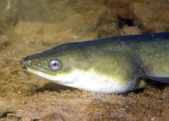 Dyrenes Beskyttelse glæder sig over, at der kommer bedre beskyttelse til ålen. Foto: Dyrenes Beskyttelse.