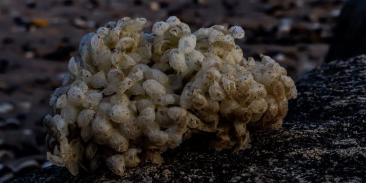 Konksnegleæg. Foto: Henrik Woodpek.