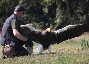Peter Frank Wenzel og stellers havørnen Kamtjatka. Foto: Katrine Krogholm. Foto: