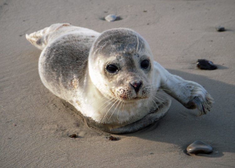 Spættet sæl på Tornby Strand. Foto (arkiv): Kurt Prentow.