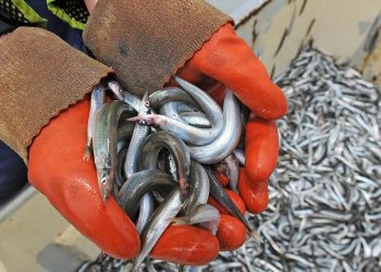 Tobis. Foto: Fiskeri Tidende.