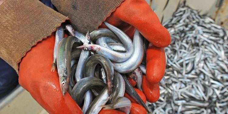 Tobis. Foto: Fiskeri Tidende.