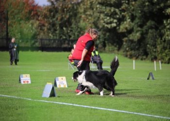 Jack og Laila i aktion på en championbane. Foto: HundensBedste.