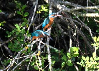 Isfugle i Ørnereservatet. Foto: Foto: Rasmus Byrdal.
