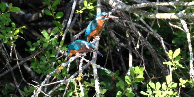 Isfugle i Ørnereservatet. Foto: Foto: Rasmus Byrdal.