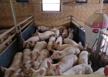 Manglende plads er et af kritikpunkterne i Det Dyreetiske Råds udtalelse. Foto: Fødevarestyrelsen.