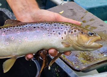 Bækørred fra Tversted Å. Foto: DTU Aqua.