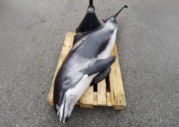 Hvidnæset delfin. Foto: Nordsøen Oceanarium.