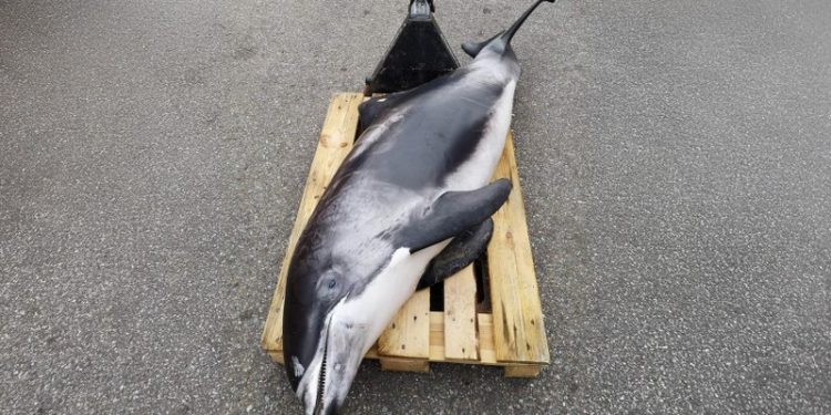 Hvidnæset delfin. Foto: Nordsøen Oceanarium.