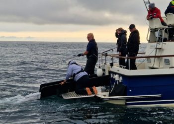 Det er niende år i træk, at DTU Aqua mærker tun i Skagerrak og Øresund til forskning. Foto (arkiv): Fiskeri Tidende.