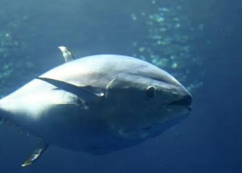 Foto (arkiv). Fiskeri Tidende.