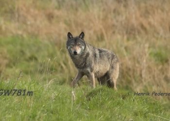 - Nu har vi fået flere nye ulve i Vendsyssel, som ikke er så velopdragne som vores GW781. Så tag jeres forholdsregler - ulvesikret hegn., skriver Anette Reinholdt. Foto fra Facebook gruppen Ulve i Vendsyssel:: Henrik Pedersen