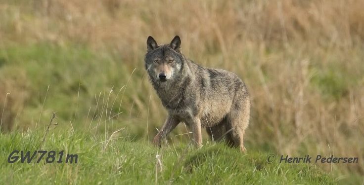 - Nu har vi fået flere nye ulve i Vendsyssel, som ikke er så velopdragne som vores GW781. Så tag jeres forholdsregler - ulvesikret hegn., skriver Anette Reinholdt. Foto fra Facebook gruppen Ulve i Vendsyssel:: Henrik Pedersen