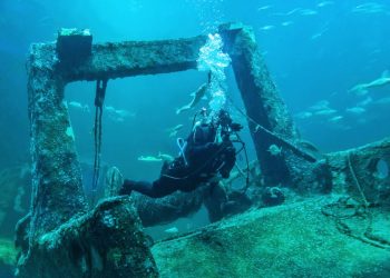 Dykkervrag. Foto: Nordsøen Oceanarium.