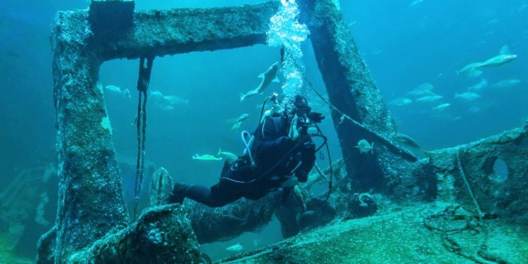 Dykkervrag. Foto: Nordsøen Oceanarium.