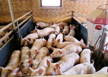 Foto: Dyrenes Beskyttelse.