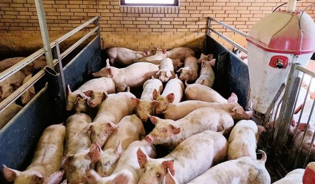 Foto: Dyrenes Beskyttelse.