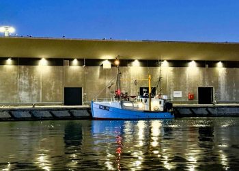 Der landes fisk til Hirtshals Fiskeauktion. Foto: Niels Skipper.