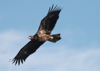 Vild havørn over Ørnereservatet.