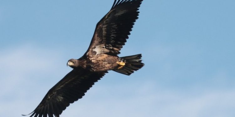 Vild havørn over Ørnereservatet.