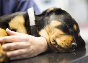 Træt rottweiler. Foto: Anicuhra.