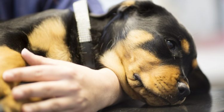 Træt rottweiler. Foto: Anicuhra.