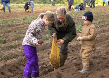 Kartoffeldagen i uge 42 er en hyggelig familiebegivenhed og samtidig levende historieformidling.
