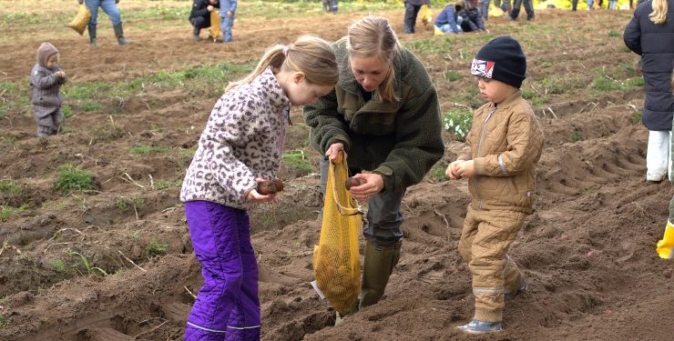 Kartoffeldagen i uge 42 er en hyggelig familiebegivenhed og samtidig levende historieformidling.